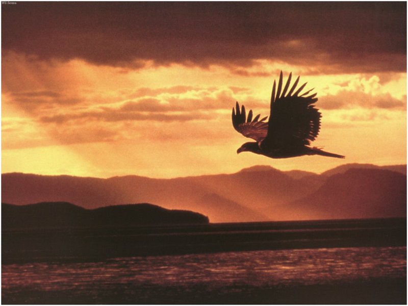 [WillyStoner Scans - Wildlife] Golden Eagle in flight; DISPLAY FULL IMAGE.