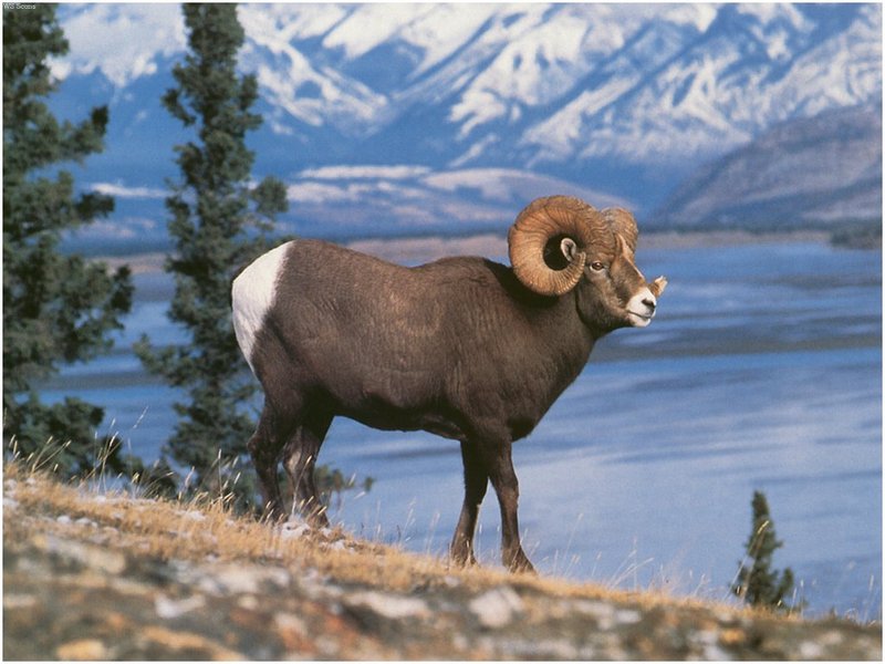 [WillyStoner Scans - Wildlife] Rocky Mountain Bighorn Sheep; DISPLAY FULL IMAGE.