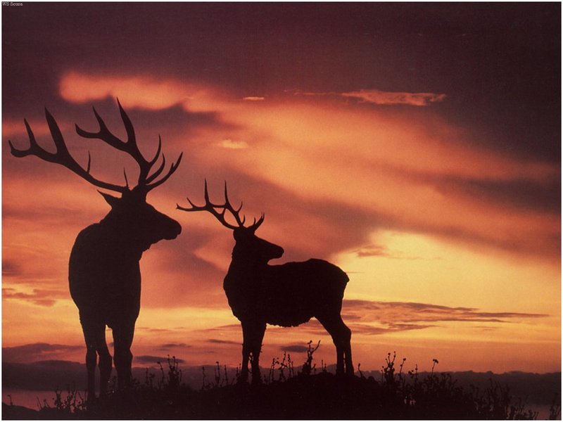 [WillyStoner Scans - Wildlife] Bull Elks; DISPLAY FULL IMAGE.