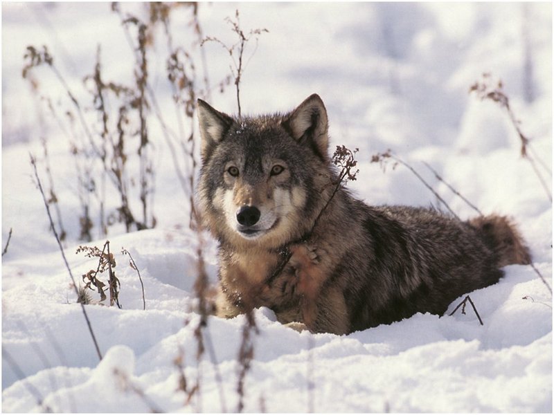 [WillyStoner Scans - Wildlife] Timber Wolf; DISPLAY FULL IMAGE.