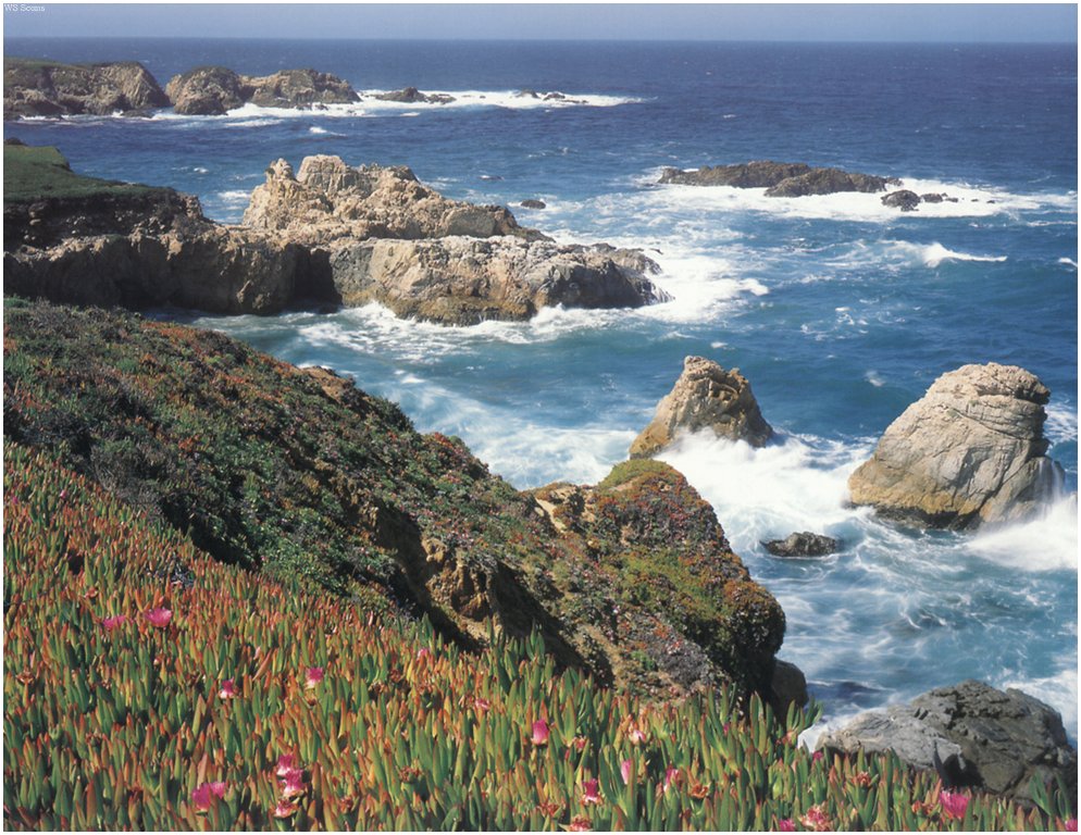 [WillyStoner Scans - Wildlife] Big Sur, Garrapata State Park, Canada; DISPLAY FULL IMAGE.