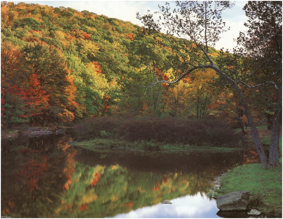 [WillyStoner Scans - Wildlife] Laurel Hill State Park, Sommerset, Pennsylvania; DISPLAY FULL IMAGE.