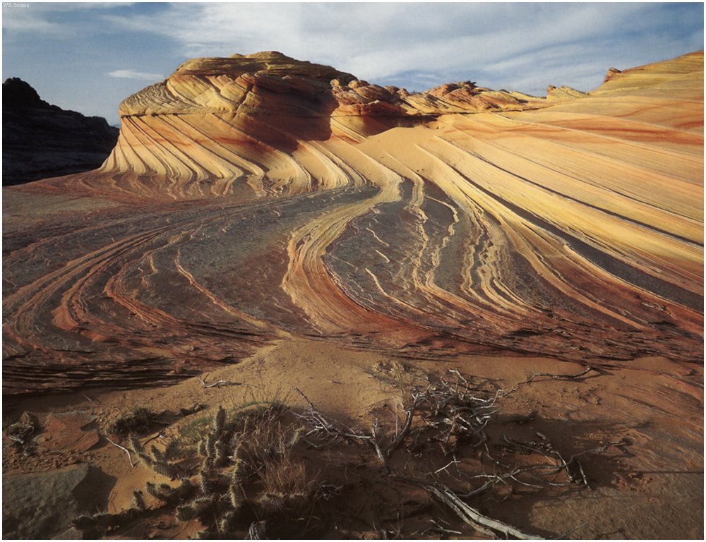 [WillyStoner Scans - Wildlife] Vermilion Cliffs Wilderness Area, Utah; DISPLAY FULL IMAGE.