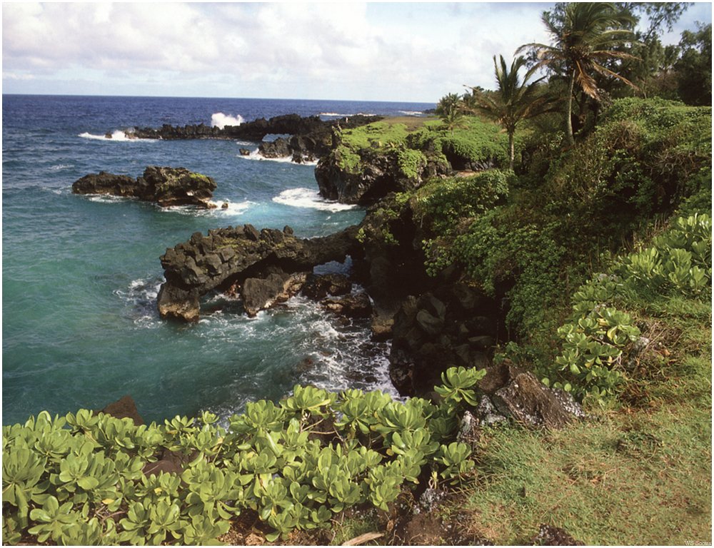 [WillyStoner Scans - Wildlife] Waianapanapa State Park, Maui, Hawaii; DISPLAY FULL IMAGE.