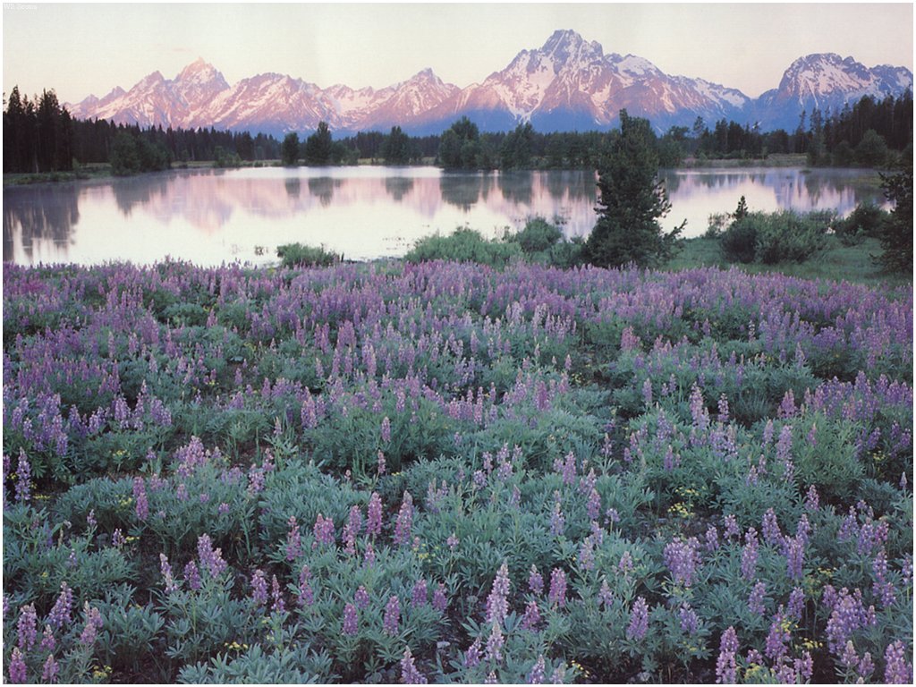 [WillyStoner Scans - Wildlife] Grand Teton National Park, Wyoming; DISPLAY FULL IMAGE.