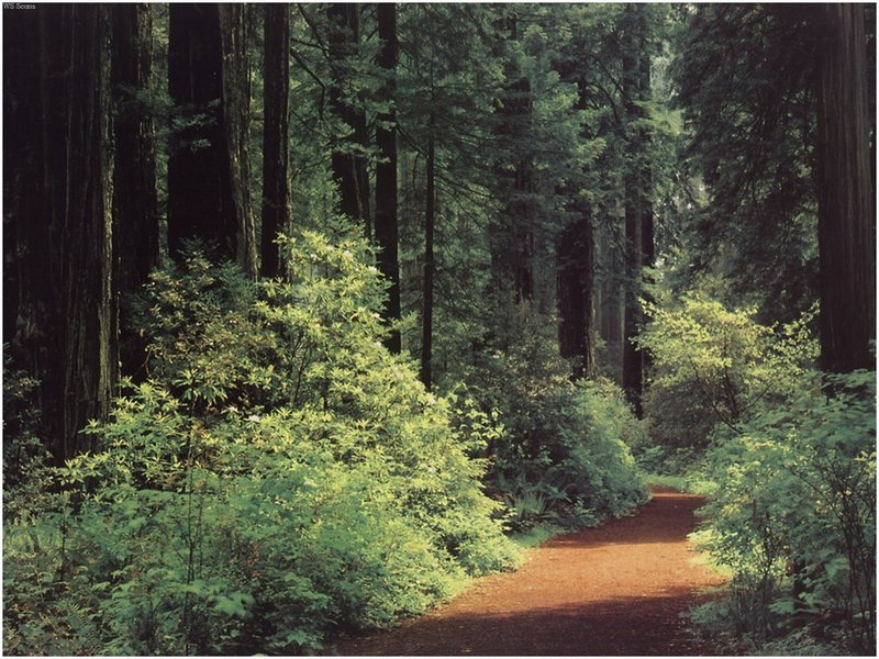 [WillyStoner Scans - Wildlife] Red Wood National Park, California; DISPLAY FULL IMAGE.