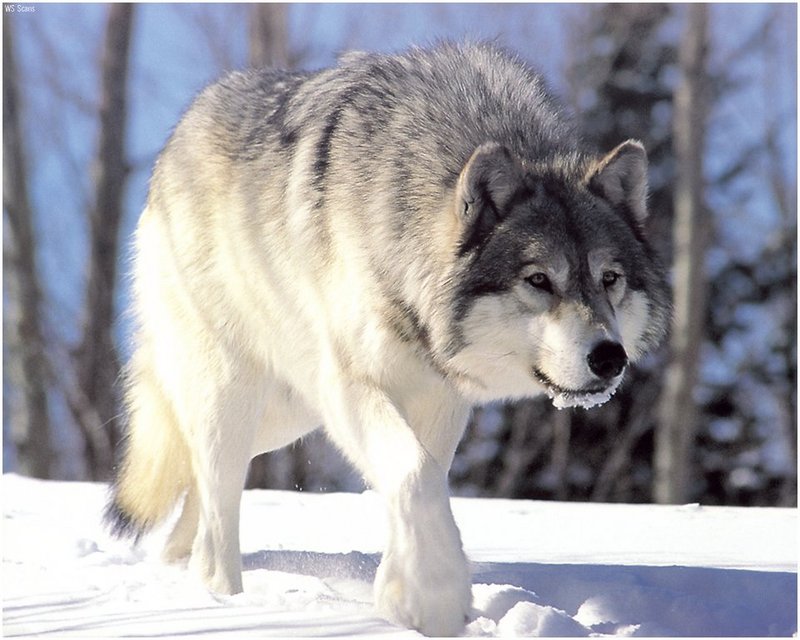 [WillyStoner Scans - Wildlife] Gray Wolf; DISPLAY FULL IMAGE.