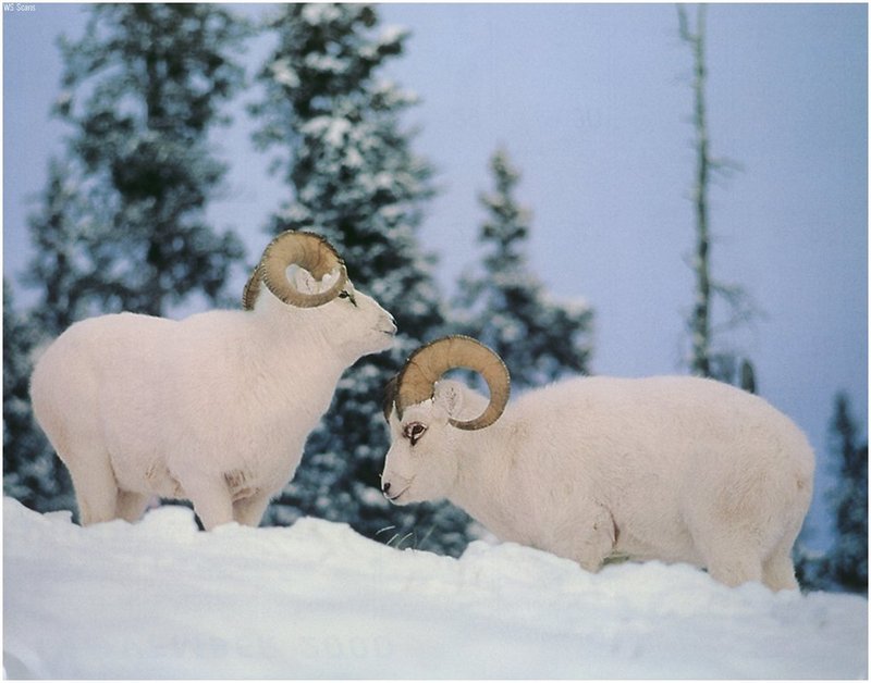 [WillyStoner Scans - Wildlife] Dall Sheep rams; DISPLAY FULL IMAGE.