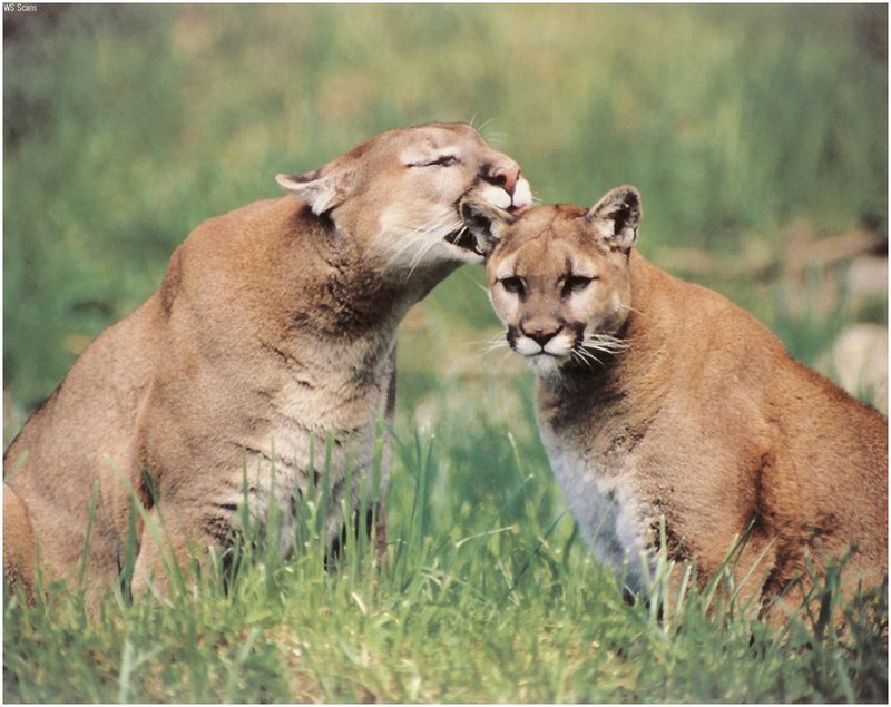 [WillyStoner Scans - Wildlife] Cougars; DISPLAY FULL IMAGE.