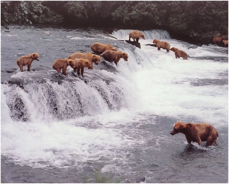 [WillyStoner Scans - Wildlife] Brown Bears; DISPLAY FULL IMAGE.