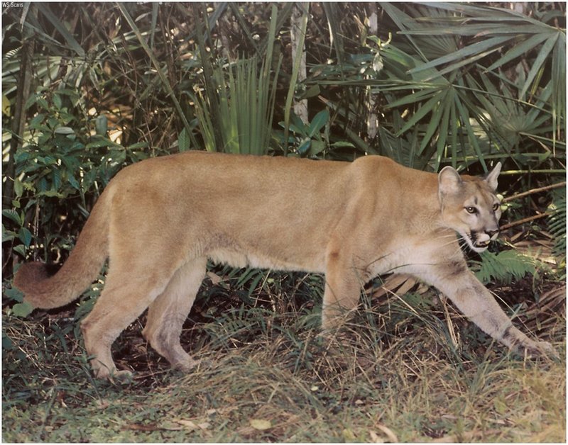 [WillyStoner Scans - Wildlife] Florida Panther; DISPLAY FULL IMAGE.