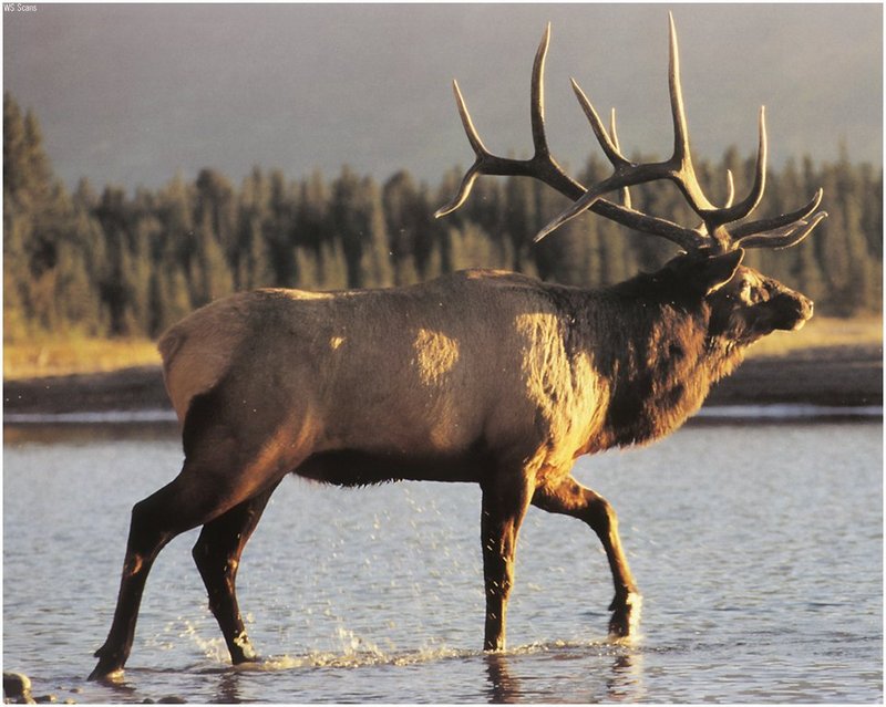 [WillyStoner Scans - Wildlife] Bull Elk; DISPLAY FULL IMAGE.