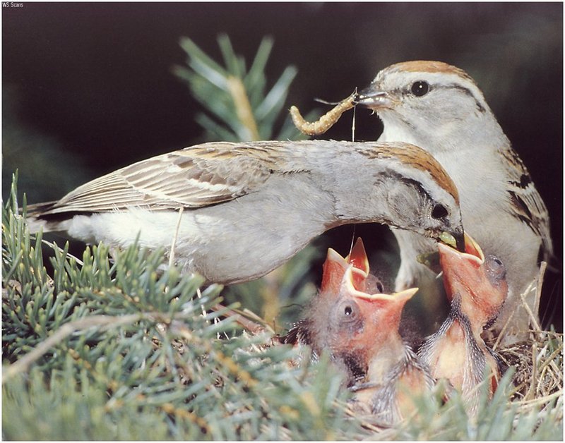 [WillyStoner Scans - Wildlife] Chipping Sparrow's nest; DISPLAY FULL IMAGE.