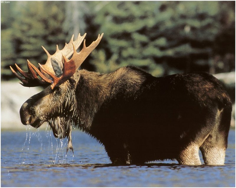 [WillyStoner Scans - Wildlife] Bull Moose; DISPLAY FULL IMAGE.