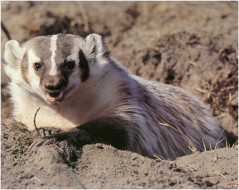 [WillyStoner Scans - Wildlife] American Badger; DISPLAY FULL IMAGE.
