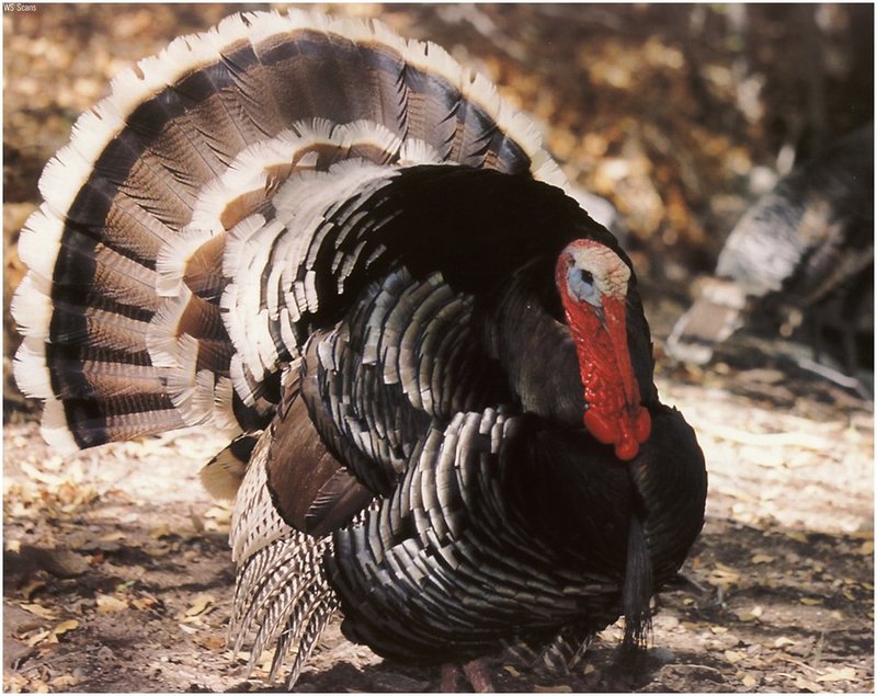 [WillyStoner Scans - Wildlife] Wild Turkey; DISPLAY FULL IMAGE.