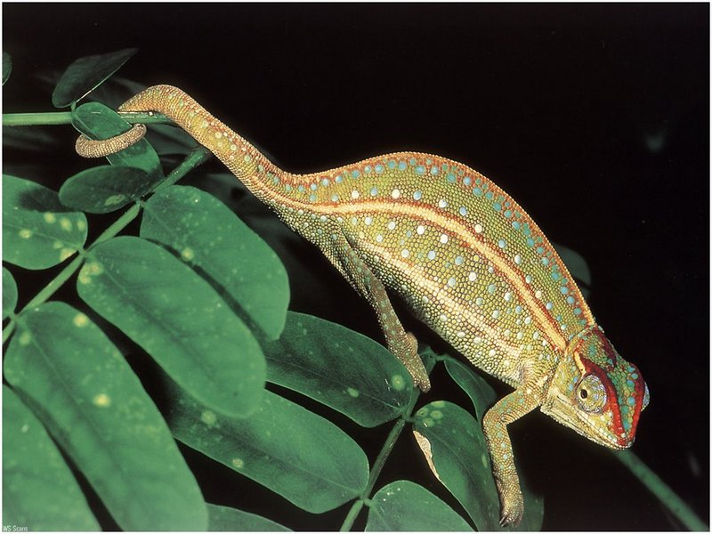 [WillyStoner Scans - Wildlife] Jewel Chameleon; DISPLAY FULL IMAGE.
