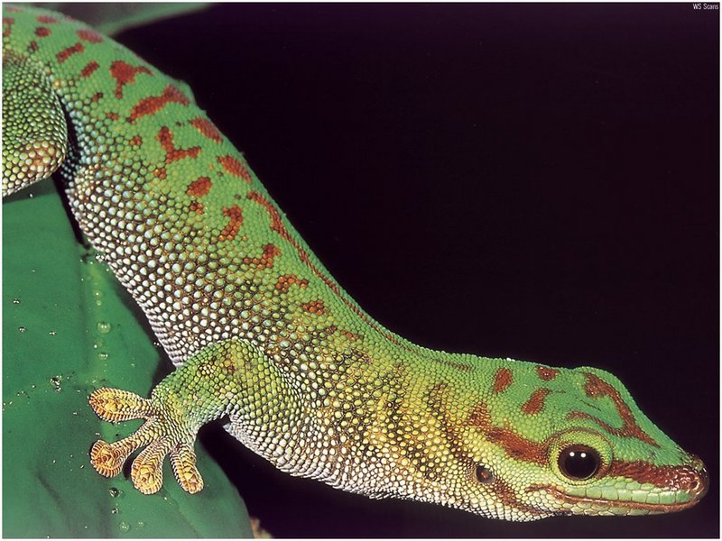 [WillyStoner Scans - Wildlife] Boehme's Giant Day Gecko; DISPLAY FULL IMAGE.