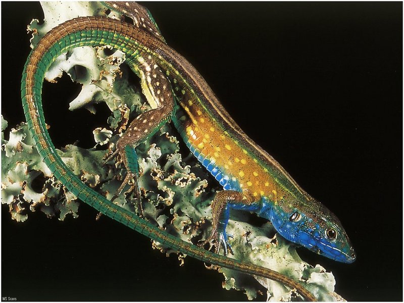 [WillyStoner Scans - Wildlife] Rainbow Whiptail Lizard (Cnemidophorus lemniscatus); DISPLAY FULL IMAGE.