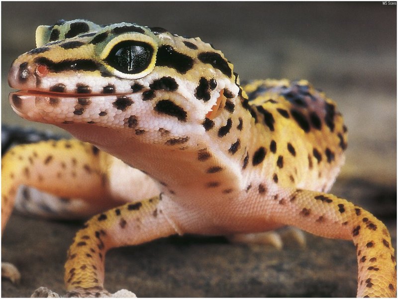 [WillyStoner Scans - Wildlife] Leopard Gecko; DISPLAY FULL IMAGE.