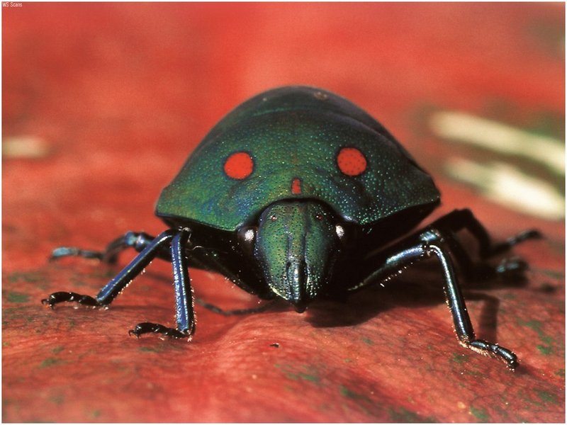[WillyStoner Scans - Wildlife] Spotted Stink Bug; DISPLAY FULL IMAGE.