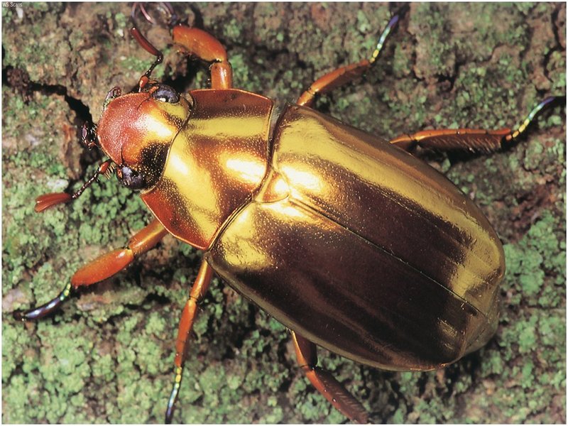 [WillyStoner Scans - Wildlife] Gold Scarab Beetle; DISPLAY FULL IMAGE.