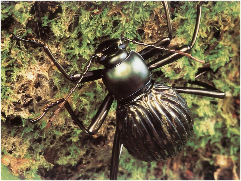 [WillyStoner Scans - Wildlife] Spider Mimic Beetle; DISPLAY FULL IMAGE.