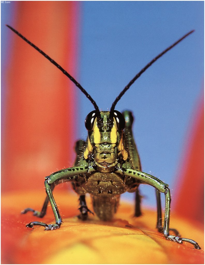 [WillyStoner Scans - Wildlife] Short-horned Grasshopper; DISPLAY FULL IMAGE.