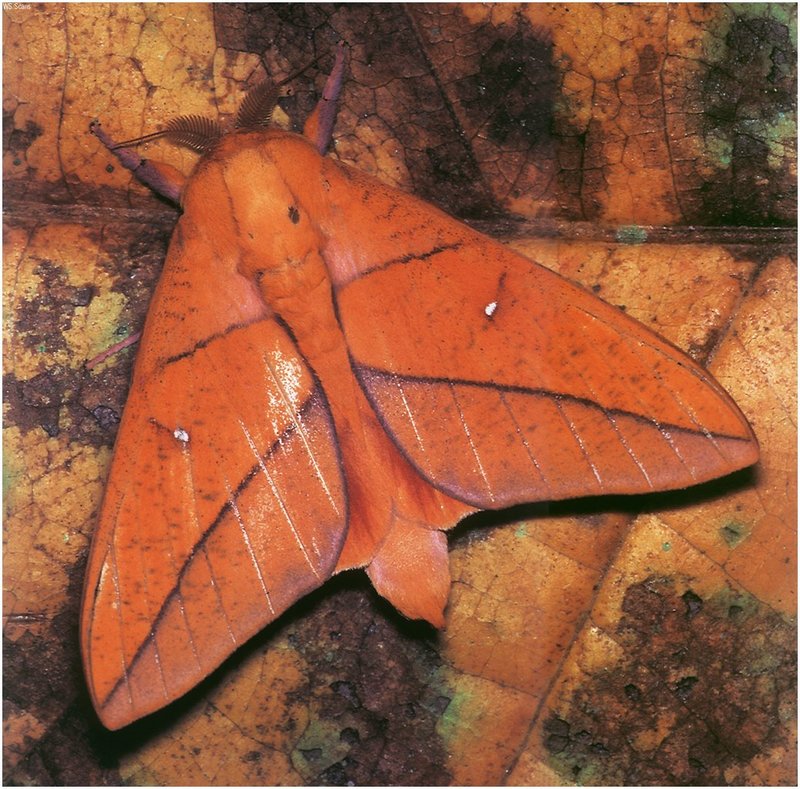 [WillyStoner Scans - Wildlife] Leaf-mimic Moth; DISPLAY FULL IMAGE.