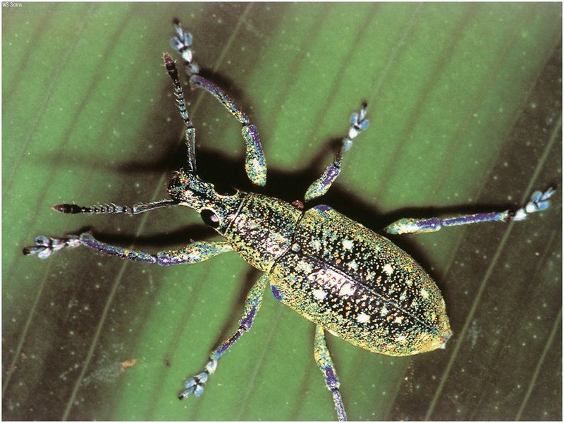 [WillyStoner Scans - Wildlife] Jeweled Snout Beetle; DISPLAY FULL IMAGE.
