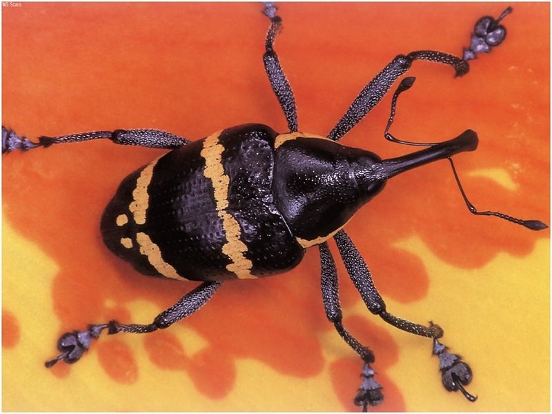 [WillyStoner Scans - Wildlife] Snout Beetle; DISPLAY FULL IMAGE.