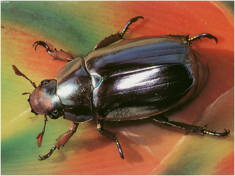 [WillyStoner Scans - Wildlife] Silver Scarab Beetle; DISPLAY FULL IMAGE.
