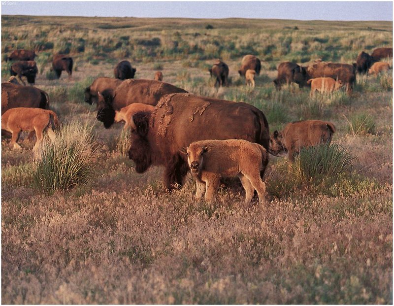 [WillyStoner Scans - Wildlife] American Bison in Tallgrass Prairie; DISPLAY FULL IMAGE.