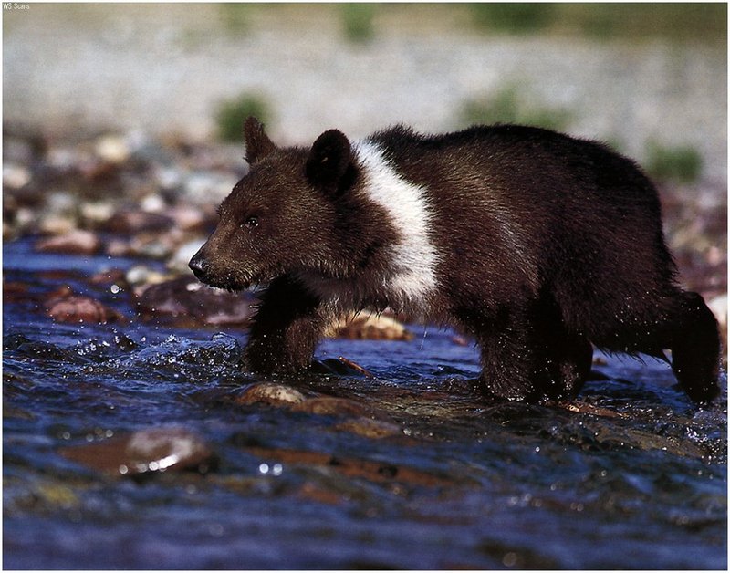 [WillyStoner Scans - Wildlife] Grizzly Bear cub; DISPLAY FULL IMAGE.