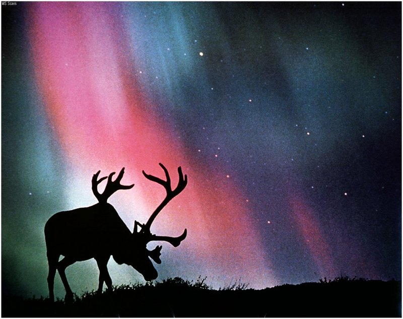 [WillyStoner Scans - Wildlife] Moose, Denali Park, Alaska; DISPLAY FULL IMAGE.
