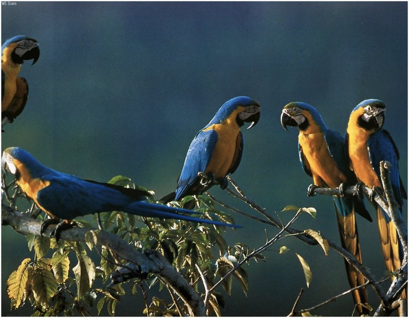 [WillyStoner Scans - Wildlife] Blue-and-gold Macaws, Ecuador; DISPLAY FULL IMAGE.