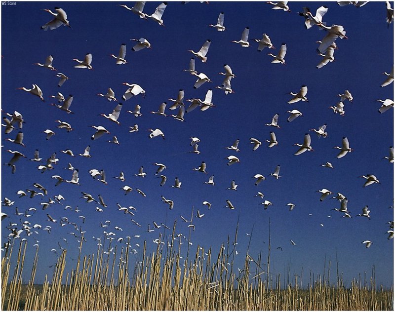 [WillyStoner Scans - Wildlife] Flying American White Ibis Flock, Winyah Bay; DISPLAY FULL IMAGE.