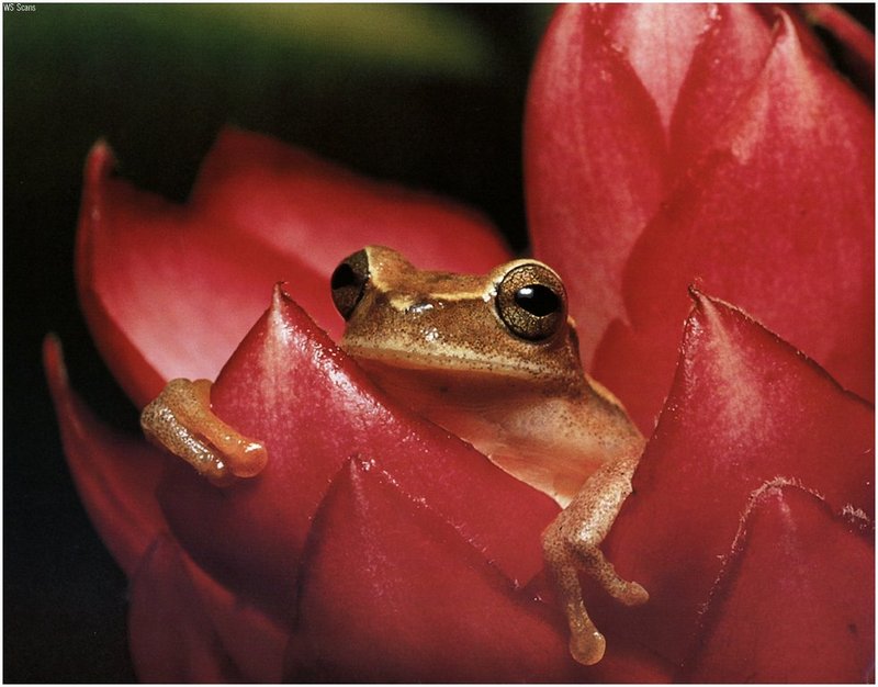 [WillyStoner Scans - Wildlife] Robber Frog in Alpinia Flower; DISPLAY FULL IMAGE.