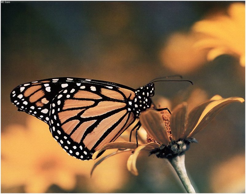 [WillyStoner Scans - Wildlife] Monarch Butterfly; DISPLAY FULL IMAGE.