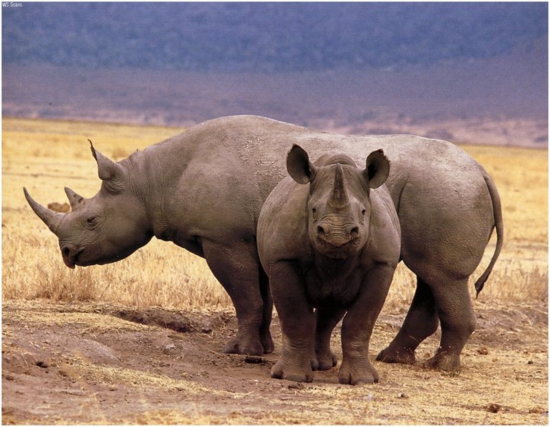 [WillyStoner Scans - Wildlife] Black Rhinoceros (Diceros bicornis); DISPLAY FULL IMAGE.