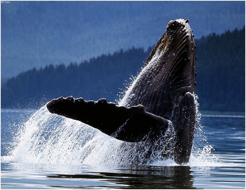 [WillyStoner Scans - Wildlife] Humpback Whale; DISPLAY FULL IMAGE.