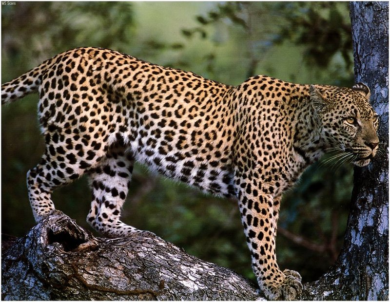 [WillyStoner Scans - Wildlife] Leopard; DISPLAY FULL IMAGE.