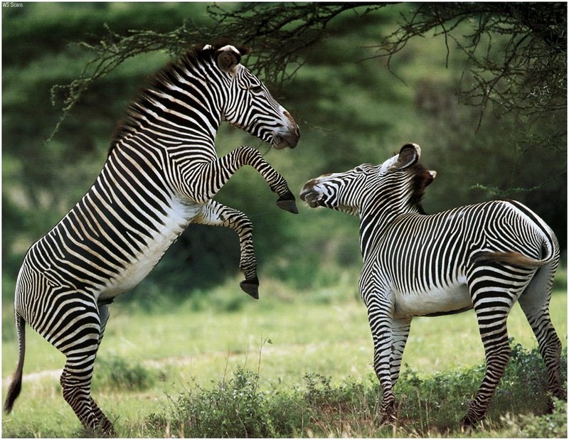 [WillyStoner Scans - Wildlife] Grevy's Zebras; DISPLAY FULL IMAGE.