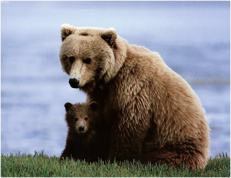 [WillyStoner Scans - Wildlife] Brown Bears; DISPLAY FULL IMAGE.