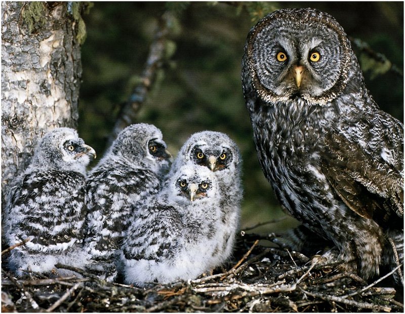 [WillyStoner Scans - Wildlife] Great Gray Owl and chicks in nest; DISPLAY FULL IMAGE.