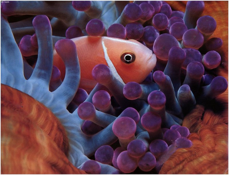 [WillyStoner Scans - Wildlife] Anemone Fish; DISPLAY FULL IMAGE.