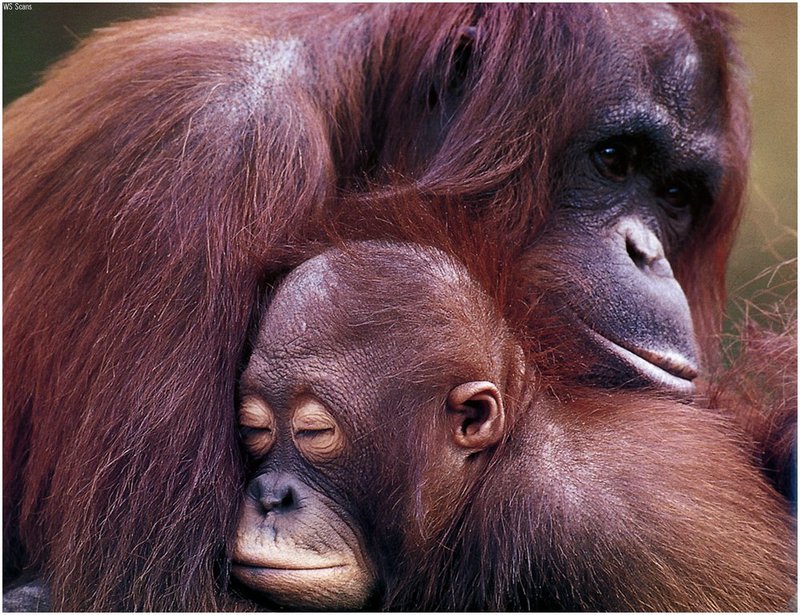 [WillyStoner Scans - Wildlife] Orangutans; DISPLAY FULL IMAGE.