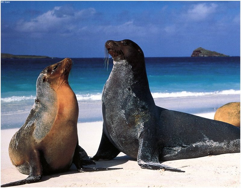 [WillyStoner Scans - Wildlife] Galapagos Sea Lions; DISPLAY FULL IMAGE.