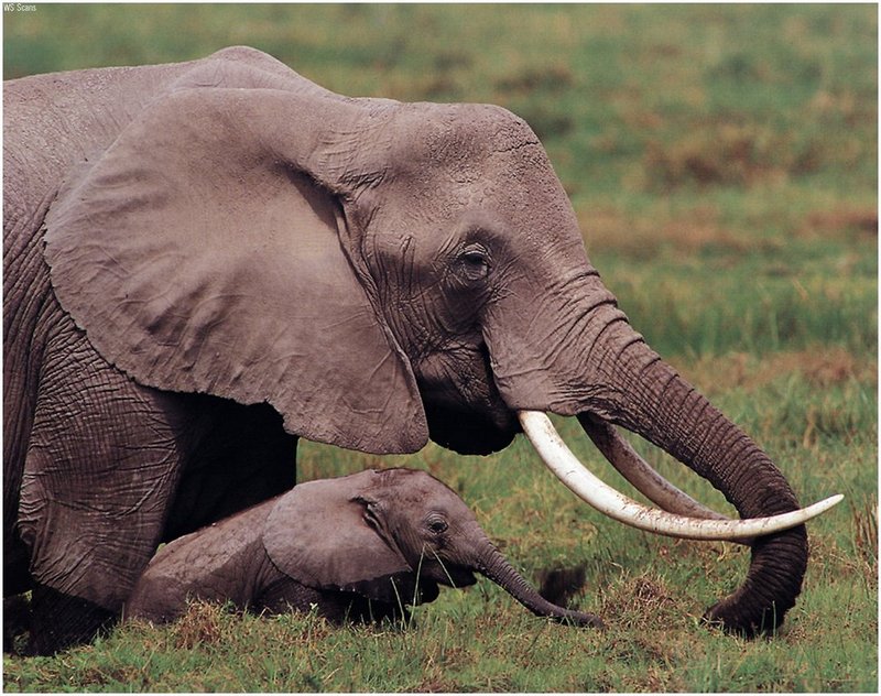 [WillyStoner Scans - Wildlife] African Elephant; DISPLAY FULL IMAGE.