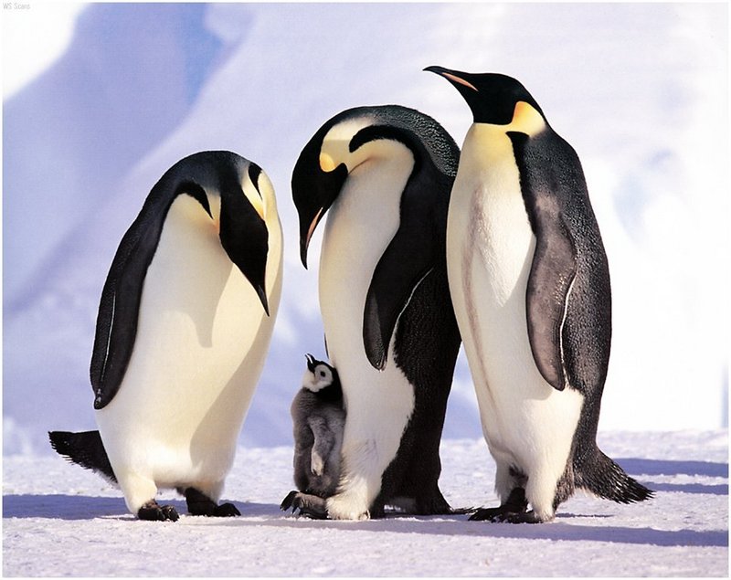 [WillyStoner Scans - Wildlife] Emperor Penguin; DISPLAY FULL IMAGE.